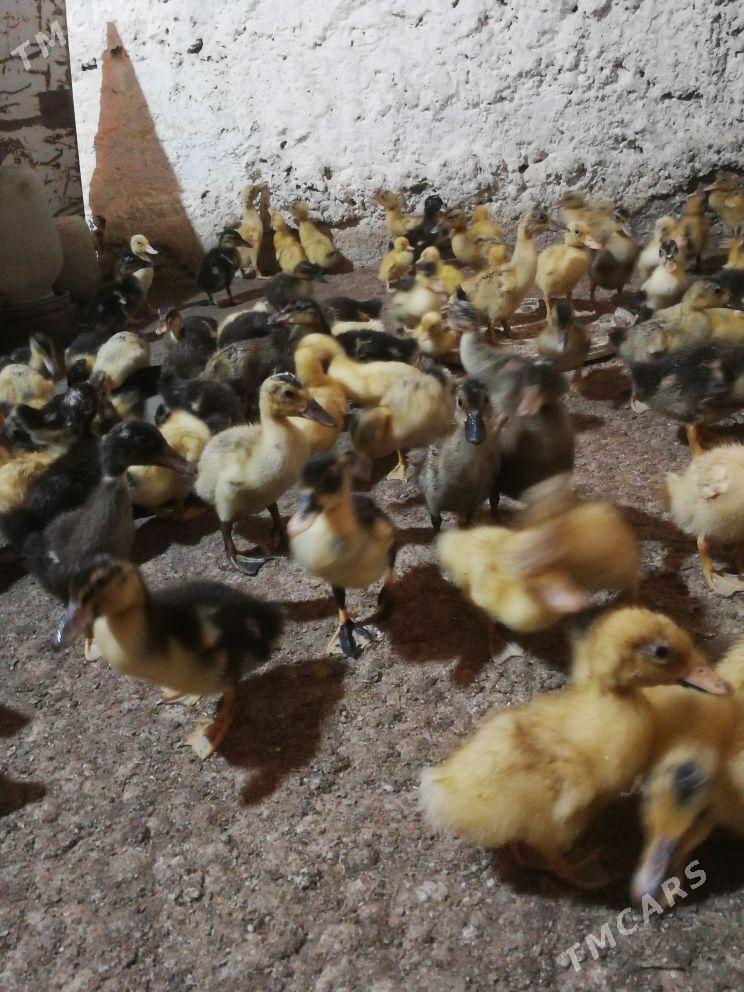 ordek gak gak - Берекет - img 3