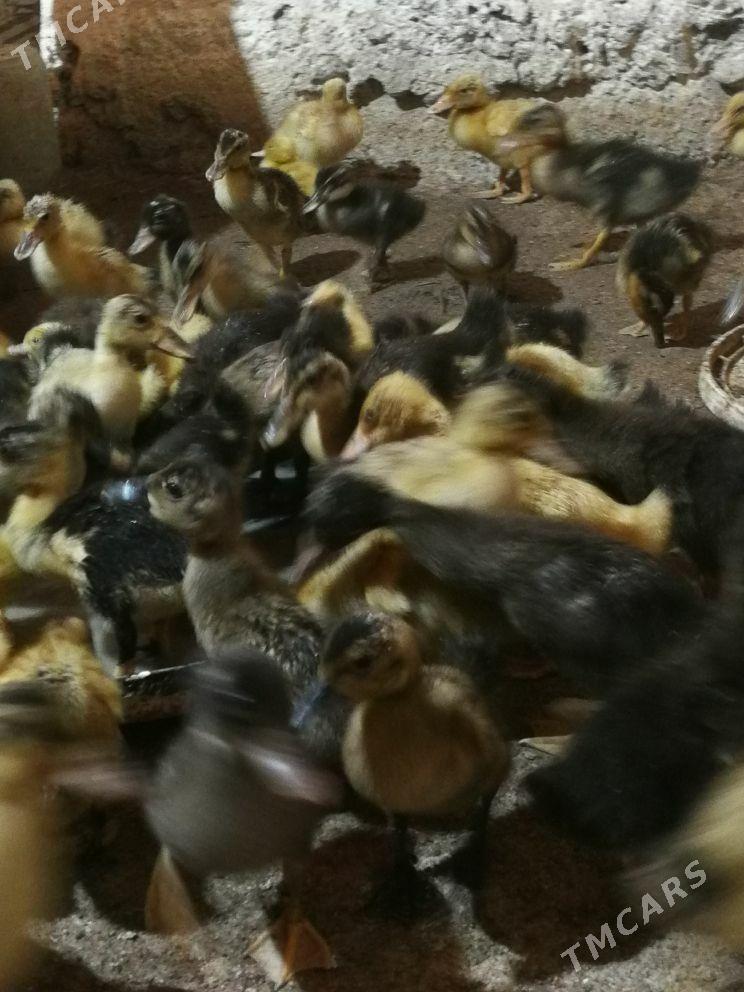 ordek gak gak - Берекет - img 2