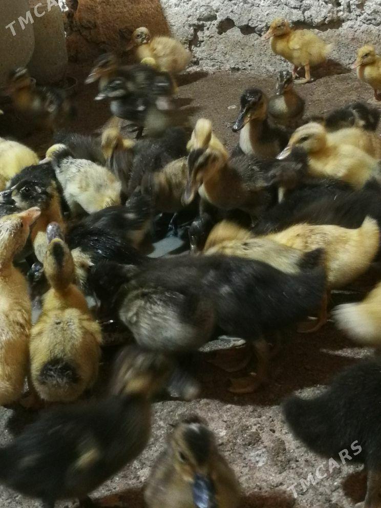 ordek gak gak - Берекет - img 1