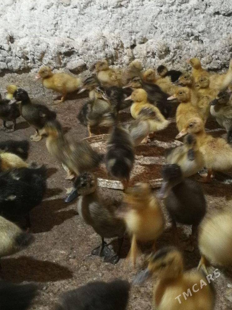 ordek gak gak - Берекет - img 4