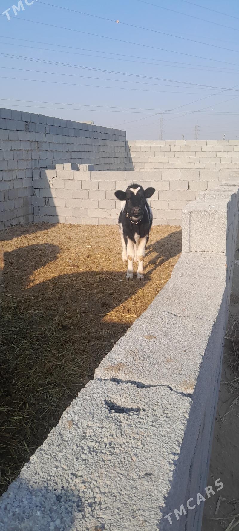 Gole sygyr - Çoganly - img 5