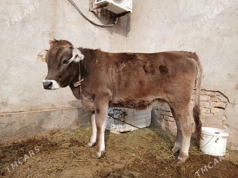 оригинал швед унажын - Dänew - img 2