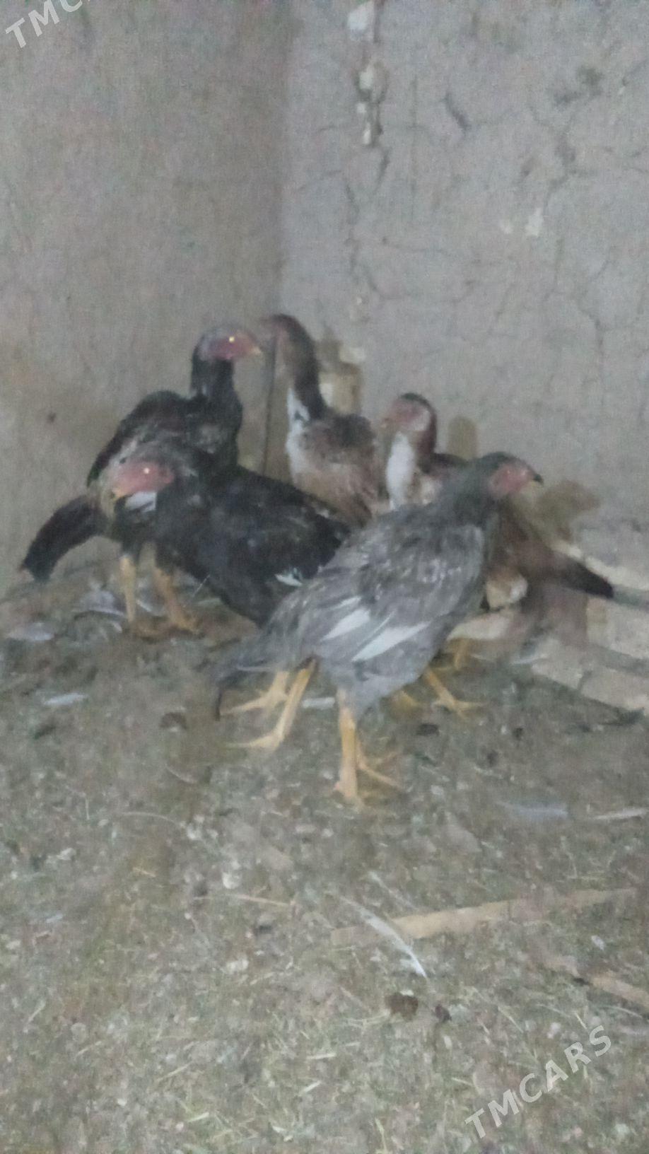 baýes - Murgap - img 2