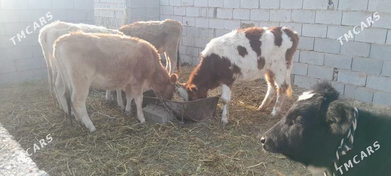 Gole sygyr - Çoganly - img 6