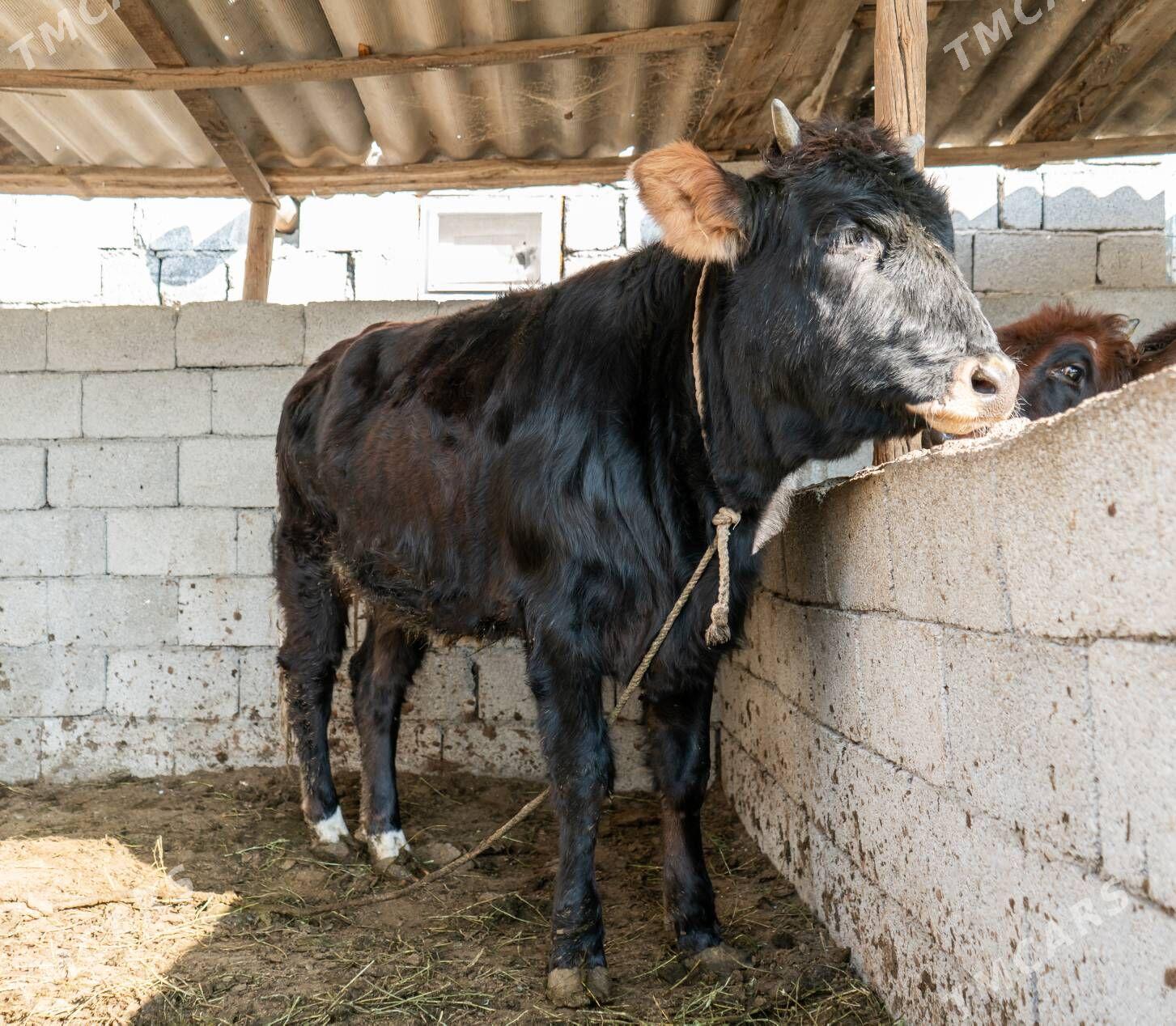 Tohum Tuwe - Bagyr - img 2