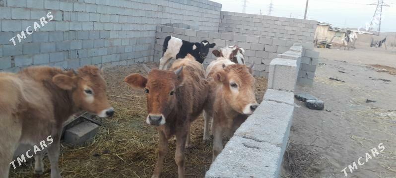 Gole sygyr - Çoganly - img 7