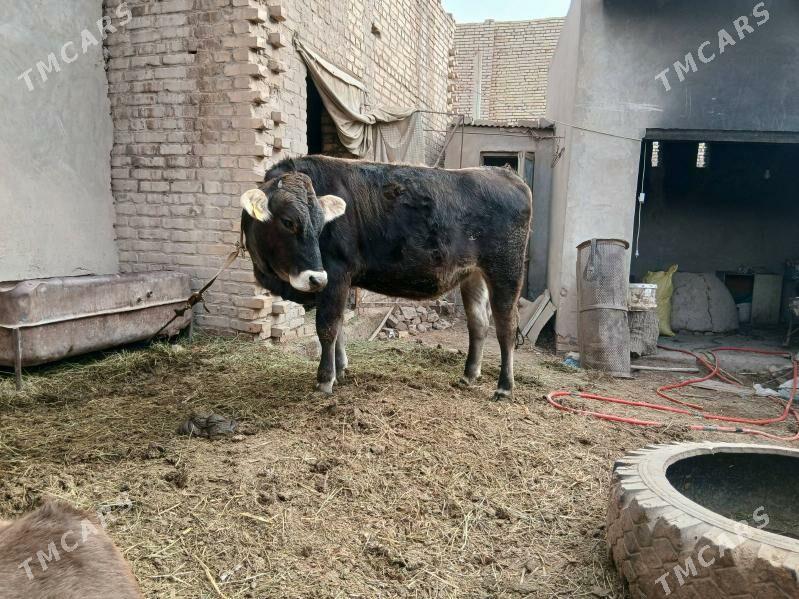 оргинал швед унажын - Dänew - img 2