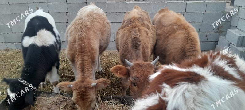 Gole sygyr - Çoganly - img 8