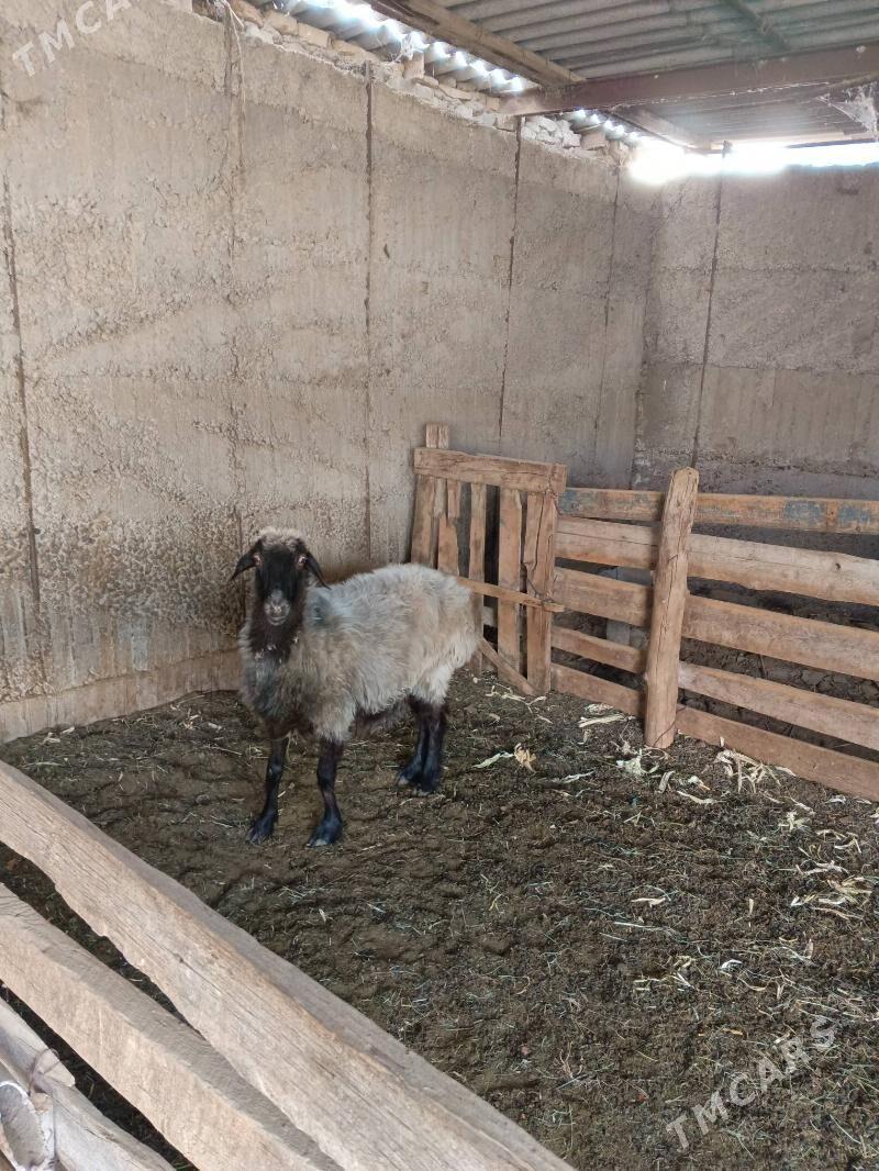 Ene goyun - Aşgabat - img 4