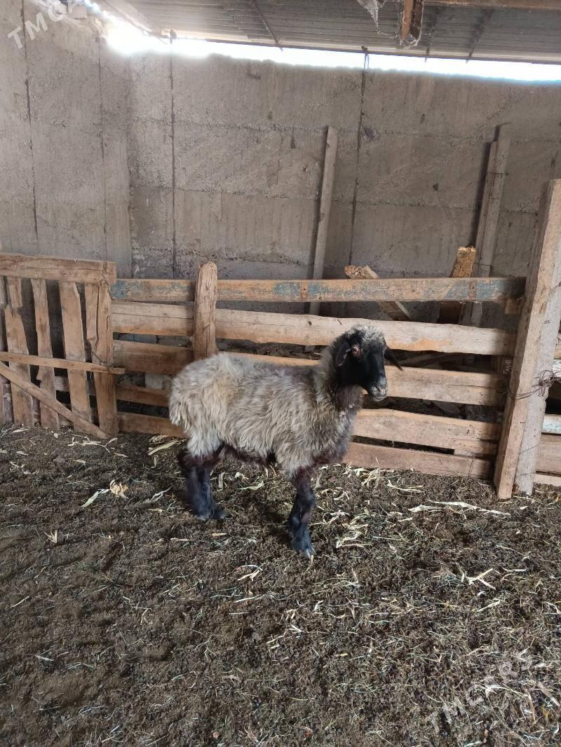 Ene goyun - Aşgabat - img 3