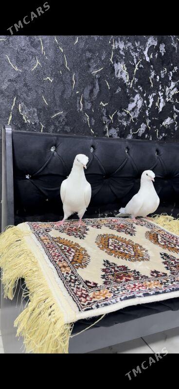 кепдер - Туркменабат - img 4