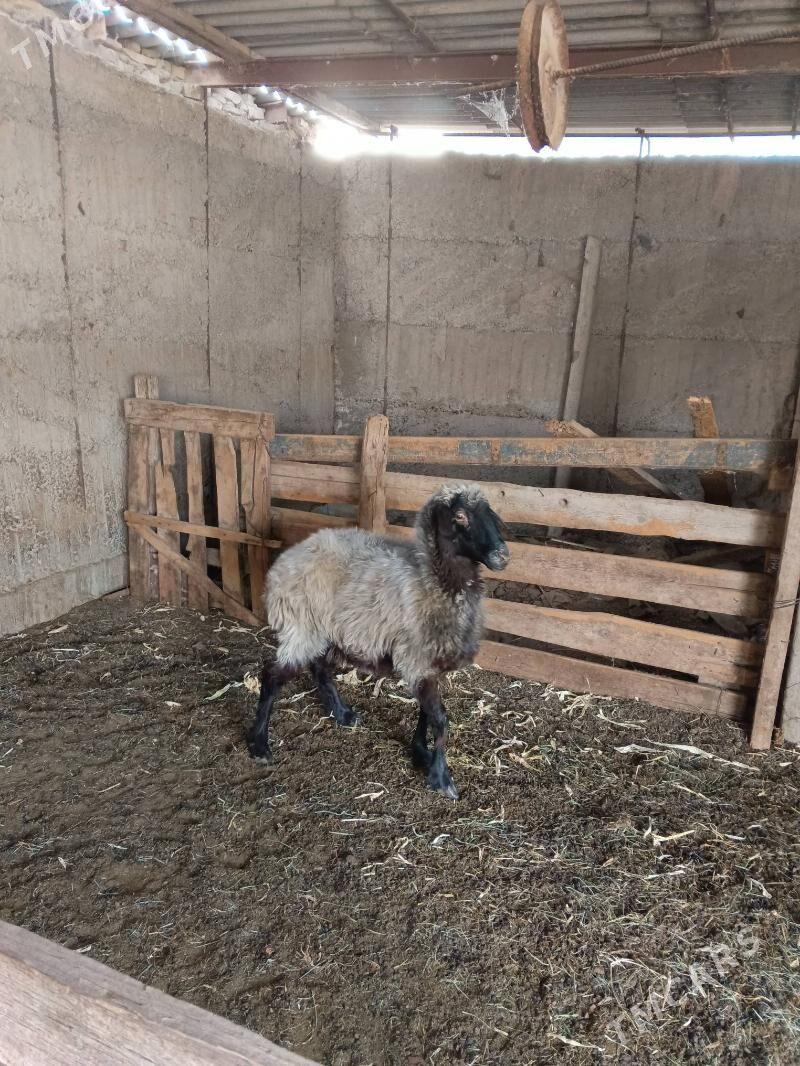 Ene goyun - Aşgabat - img 5