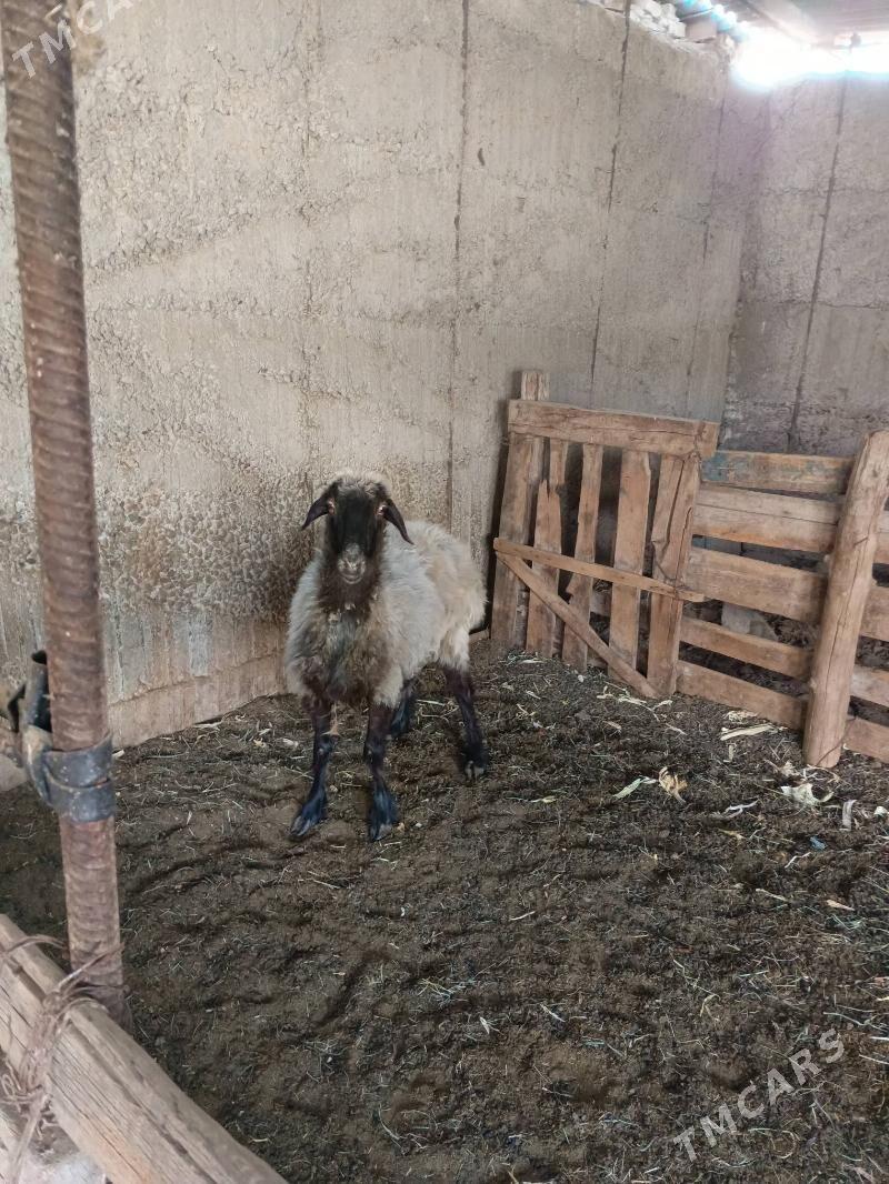 Ene goyun - Aşgabat - img 2