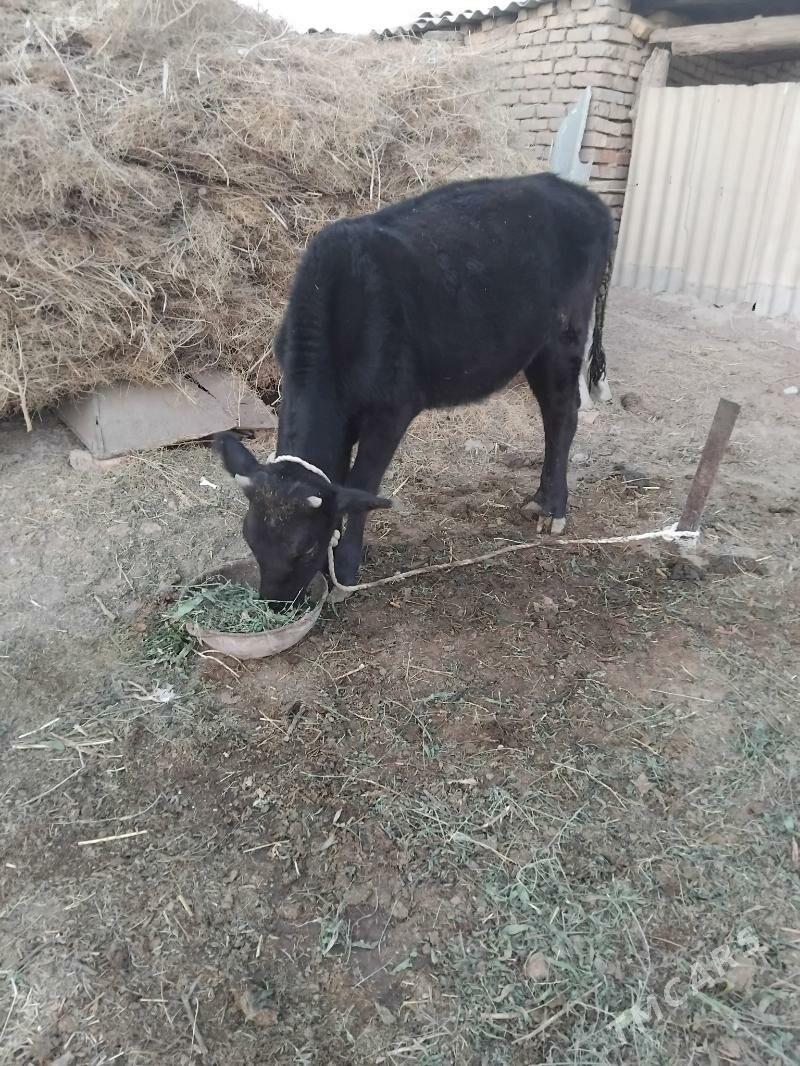 tuwe - Теджен - img 3