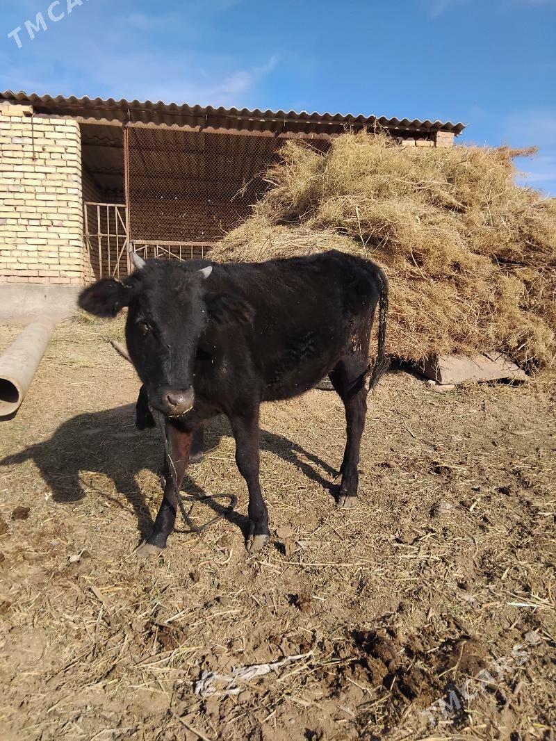 tuwe - Теджен - img 4