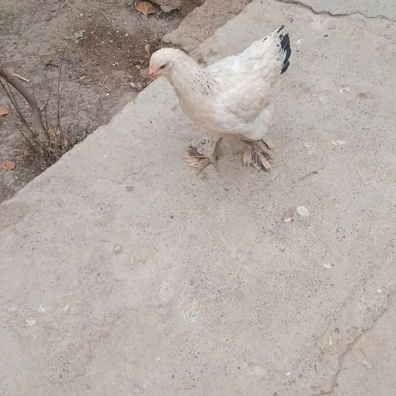 Brama towuk 8 aý boldy - Kaka - img 1