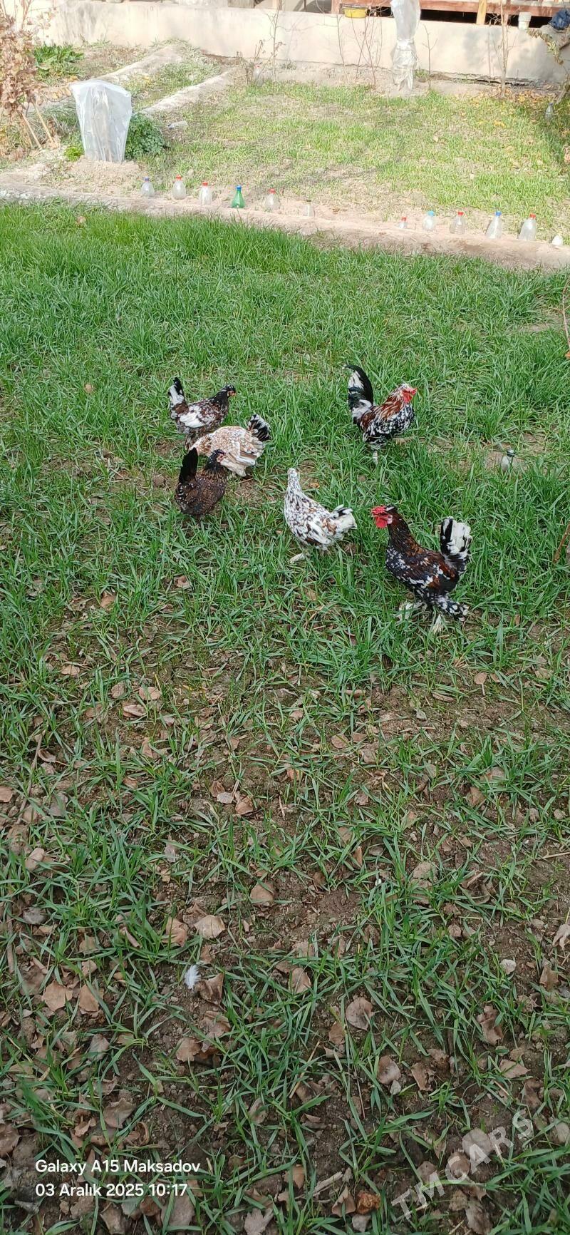 yaponcik - Сакар - img 3