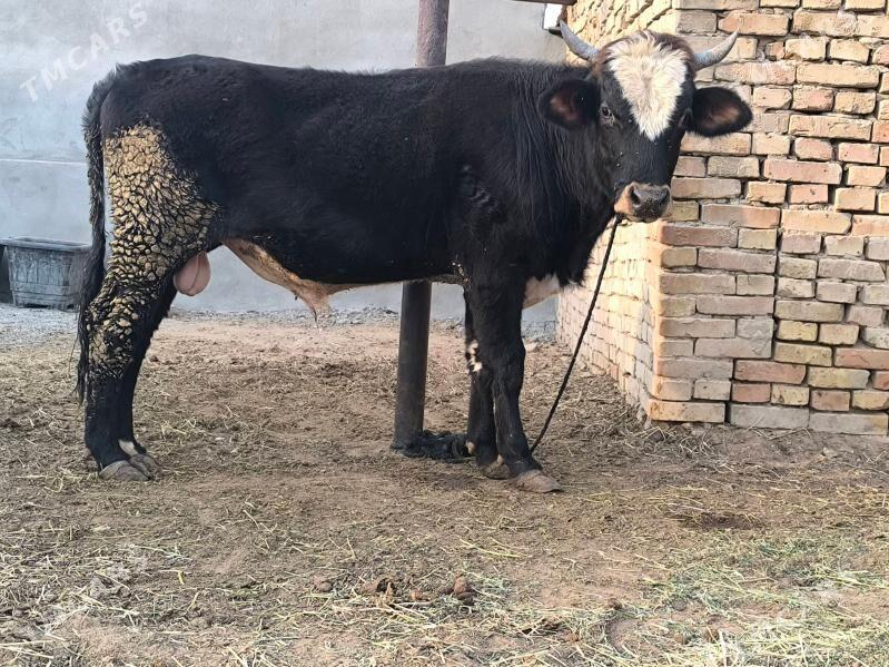 öküz - Aşgabat - img 4