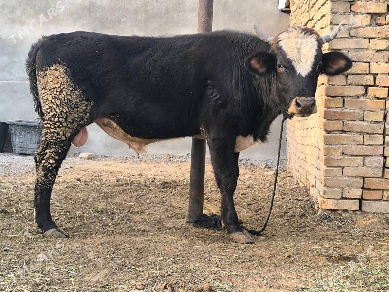 öküz - Aşgabat - img 3