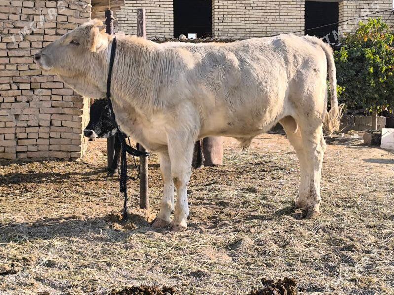 öküz - Aşgabat - img 2