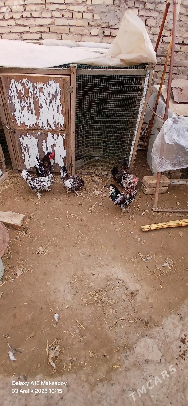 yaponcik - Сакар - img 4