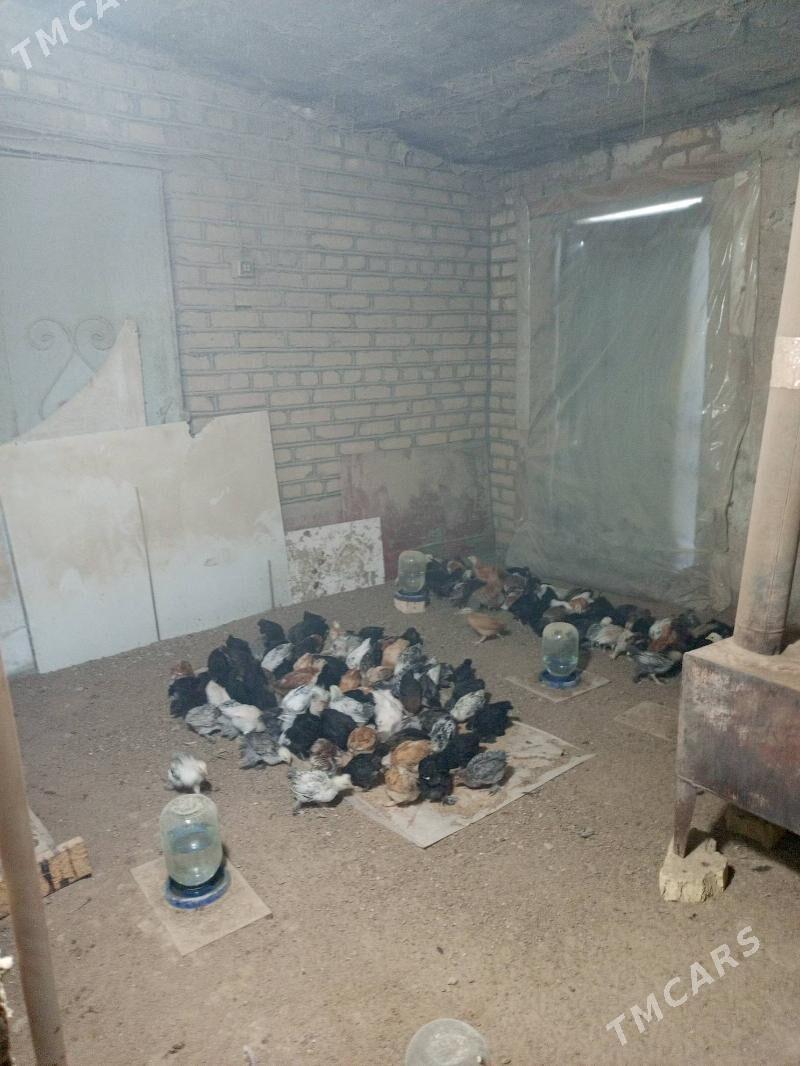 Tejen jüýje - Мургап - img 4