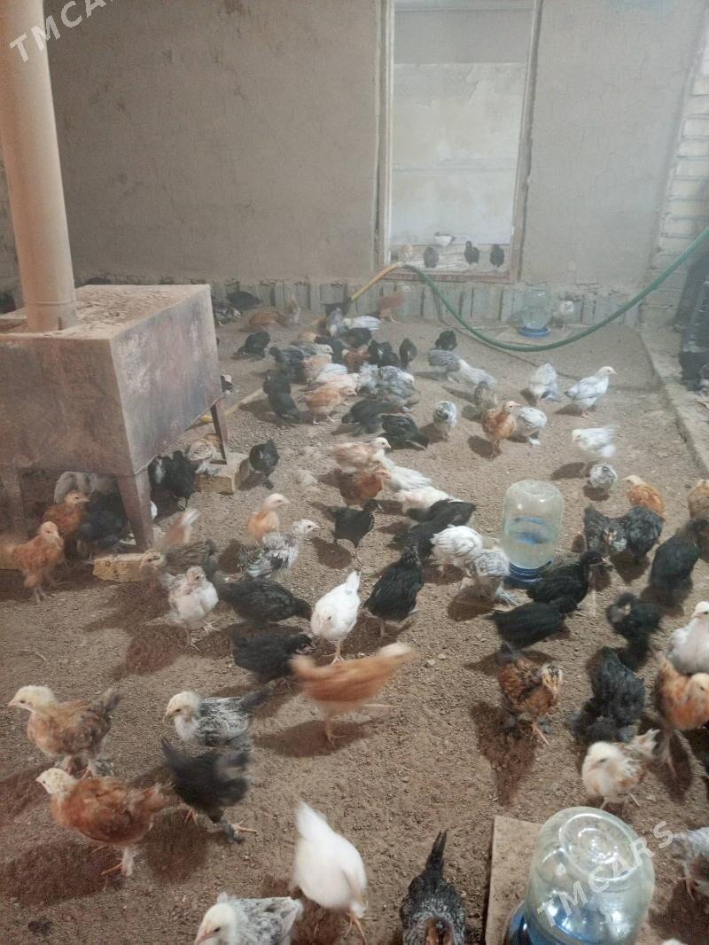 Tejen jüýje - Мургап - img 2