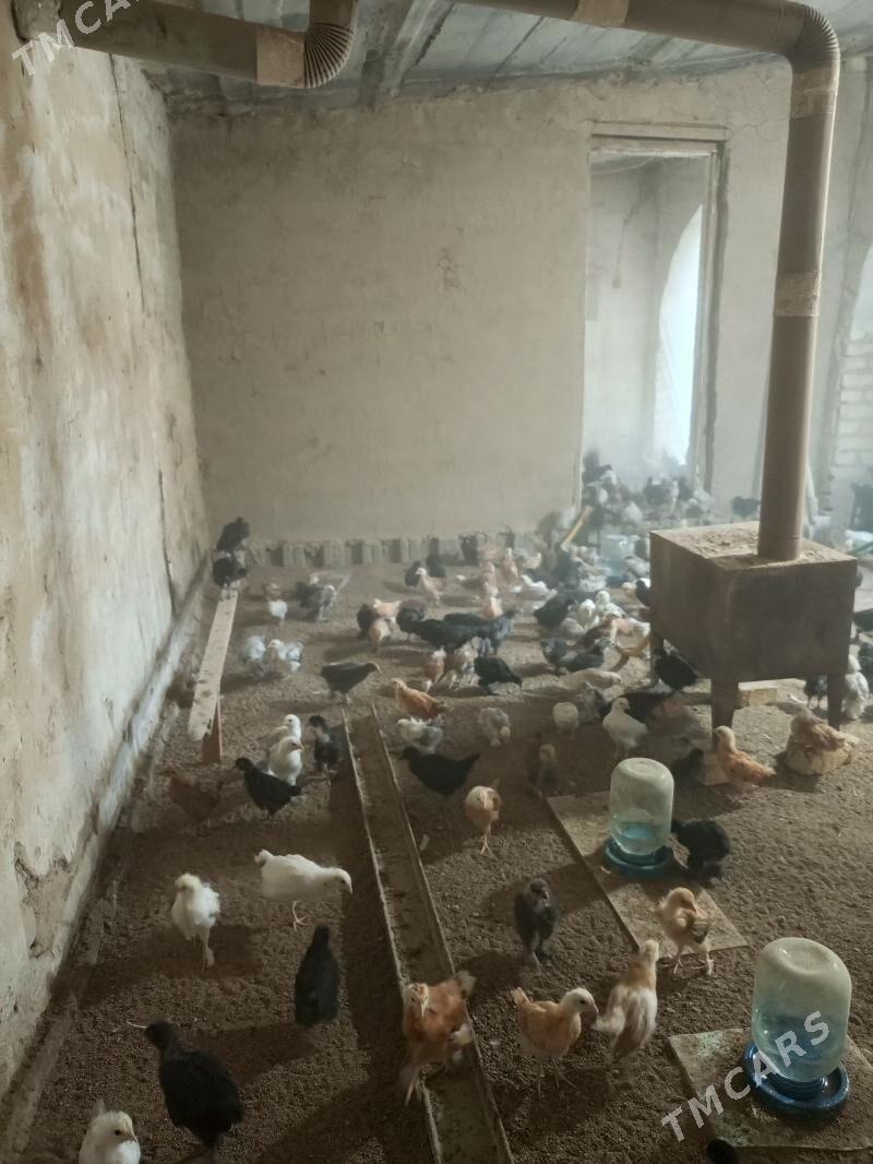 Tejen jüýje - Мургап - img 1