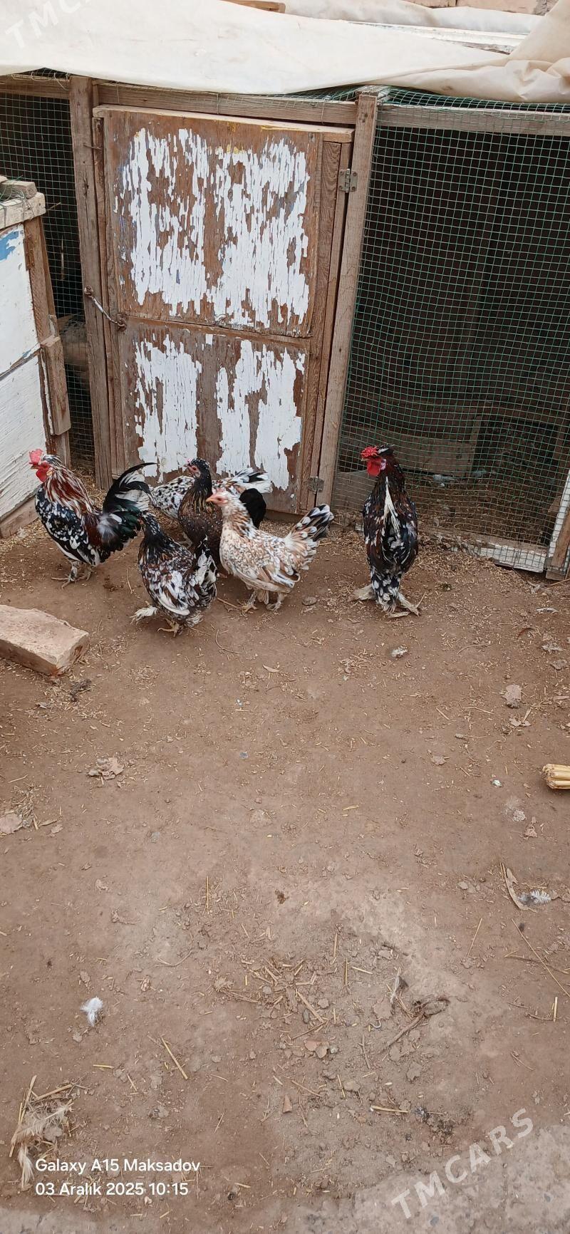 yaponcik - Сакар - img 2