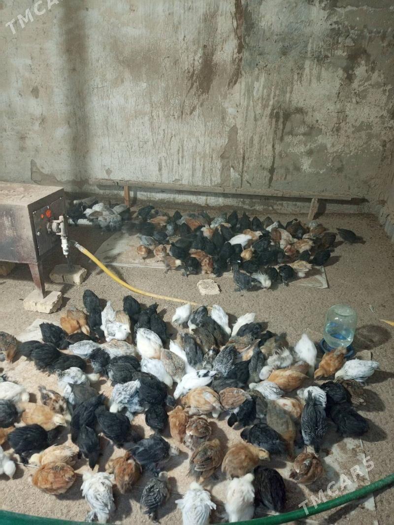 Tejen jüýje - Мургап - img 3