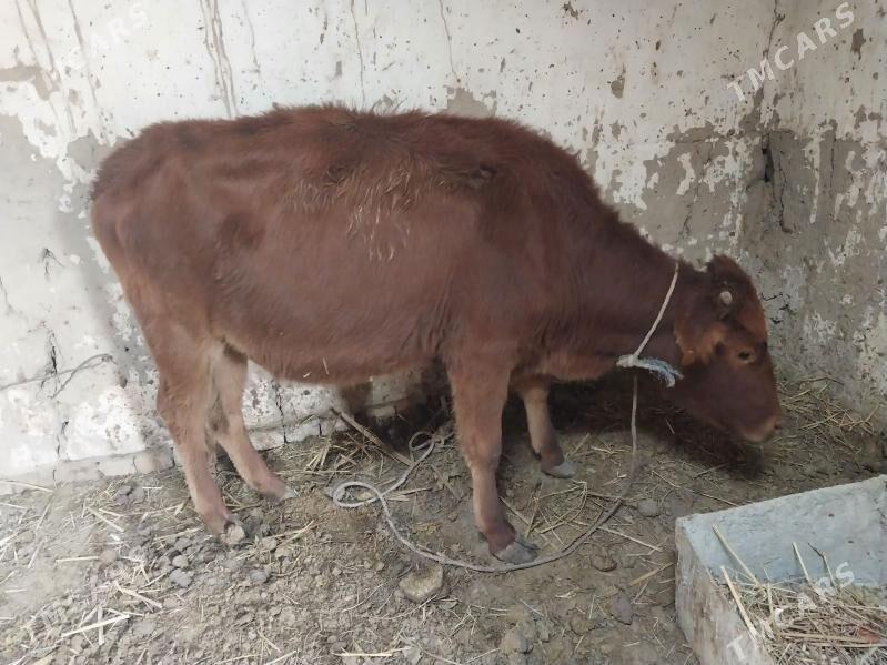 yetik bogaz sygyr - Туркменабат - img 2