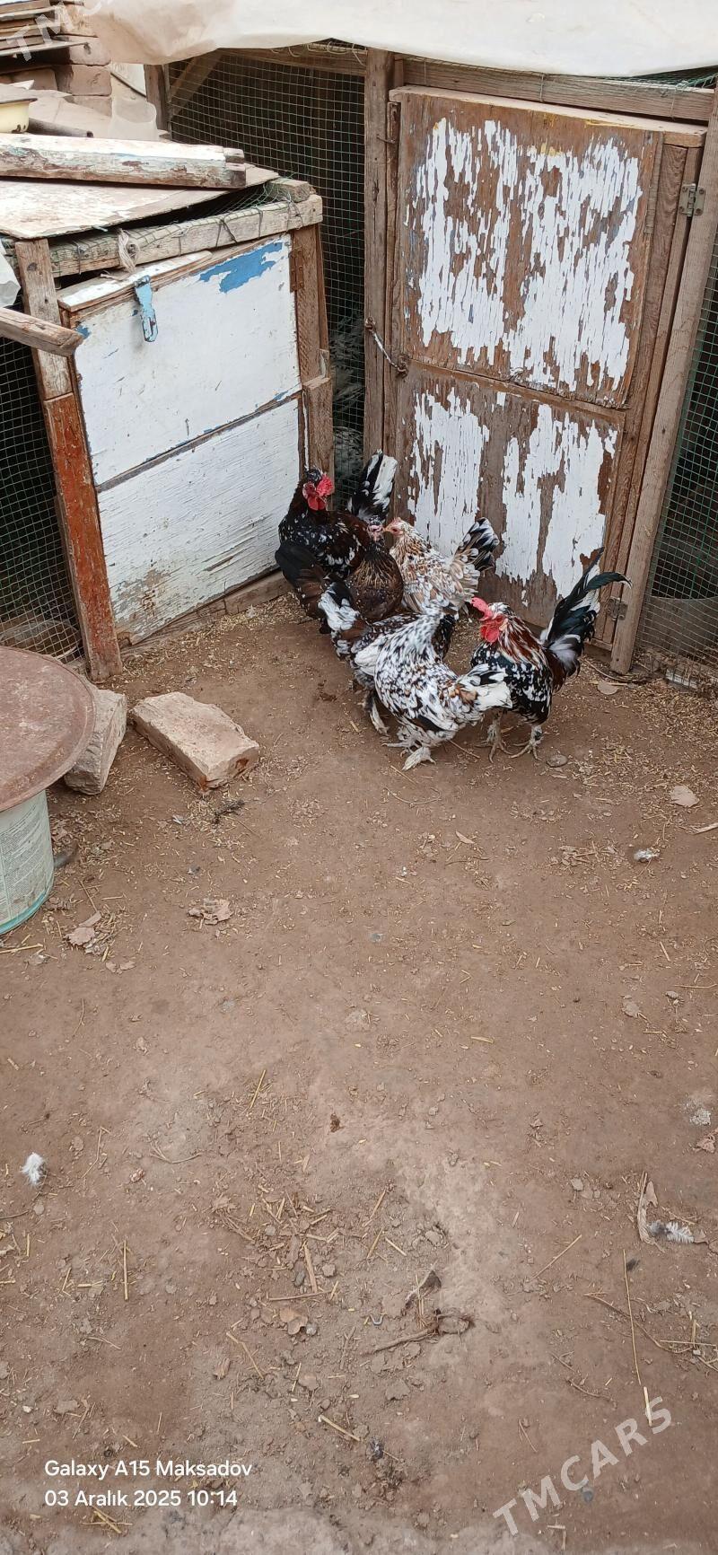 yaponcik - Сакар - img 5