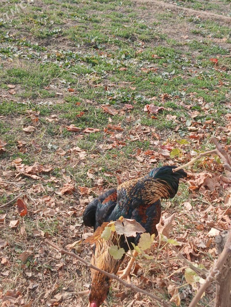baysok horaz - Чарджоу - img 5