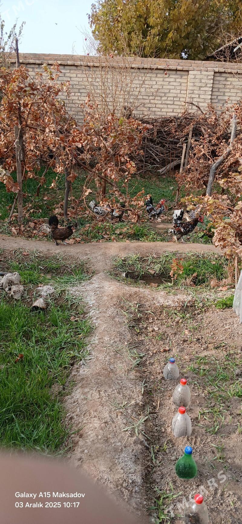 yaponcik - Сакар - img 6