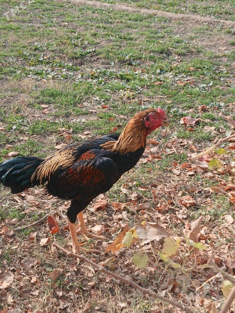 baysok horaz - Чарджоу - img 4