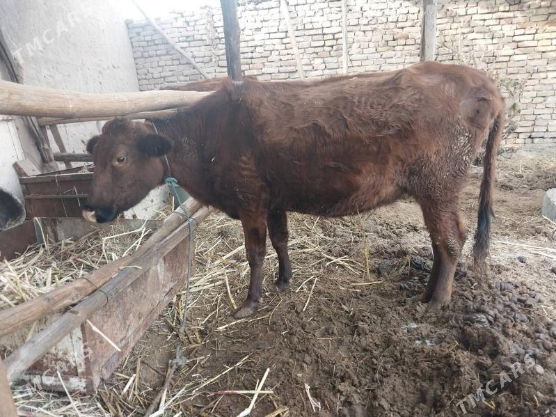 yetik  sygyr - Туркменабат - img 3