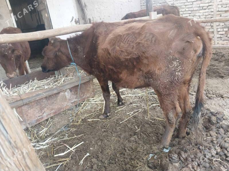 yetik  sygyr - Туркменабат - img 2