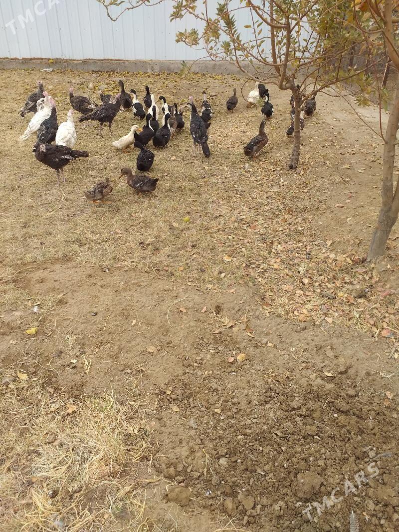 Induk - Mary - img 4