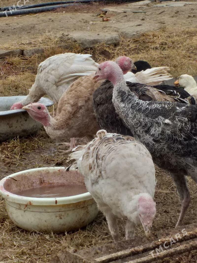 Induk - Mary - img 2