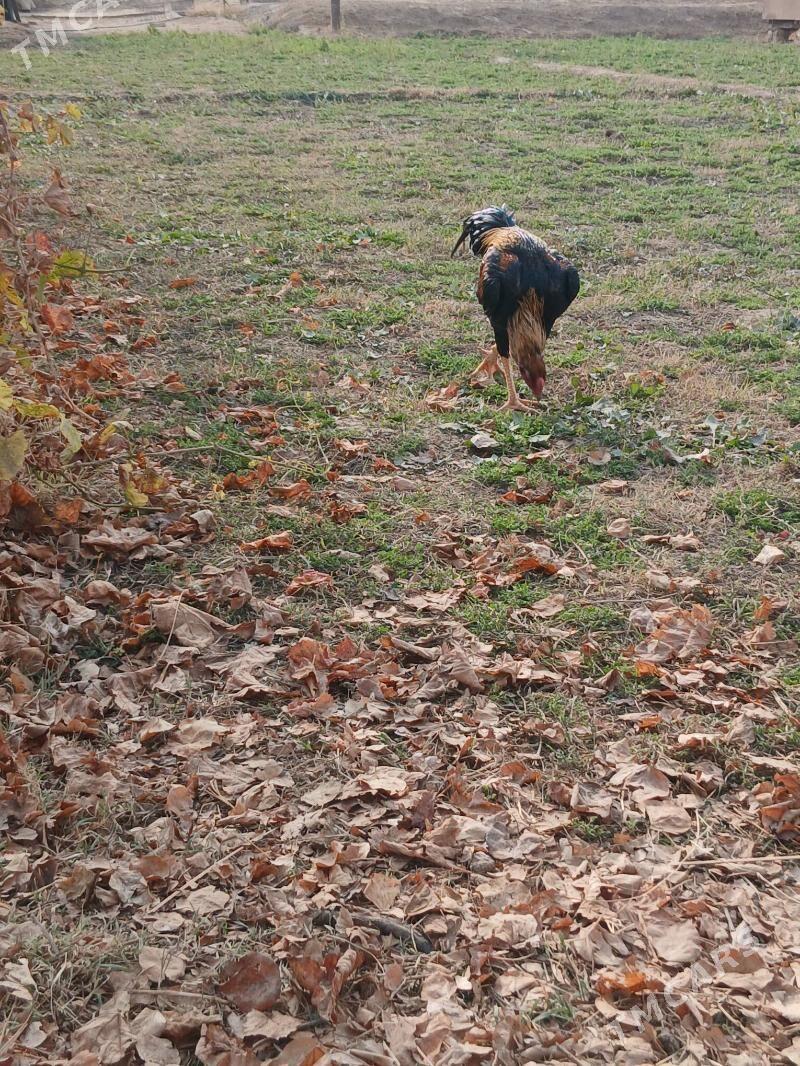 baysok horaz - Чарджоу - img 6