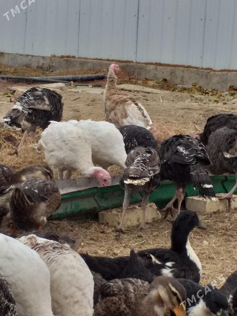 Induk - Mary - img 3