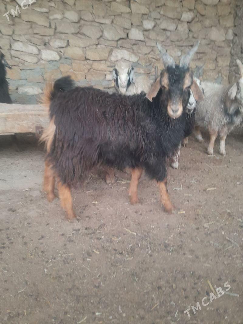 cewis - Гызыларбат - img 3