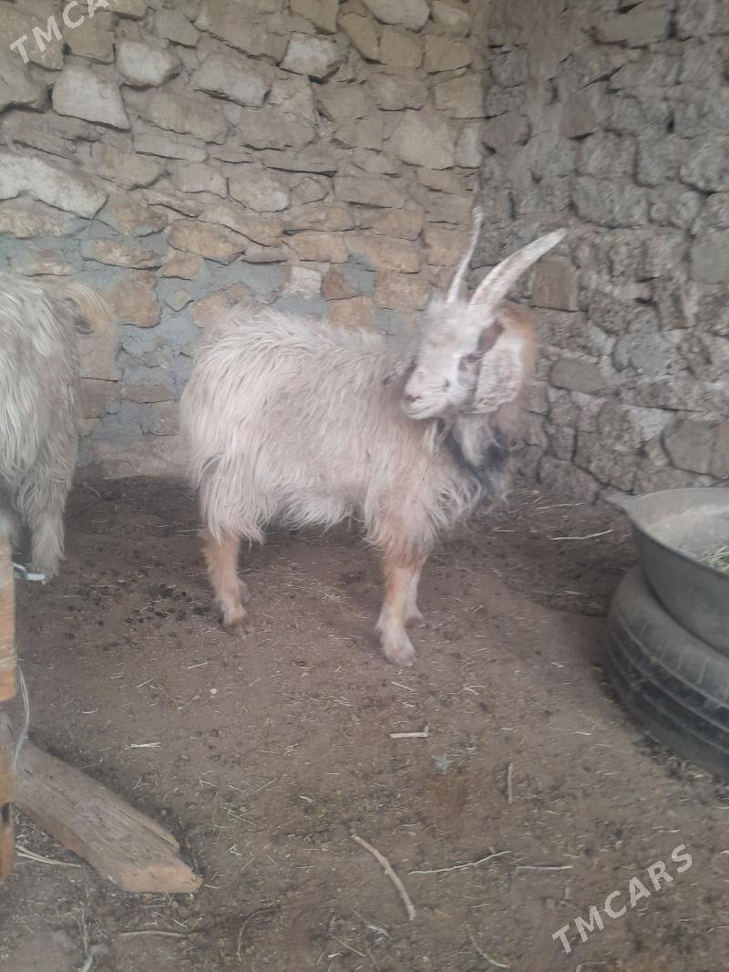 cewis - Гызыларбат - img 4