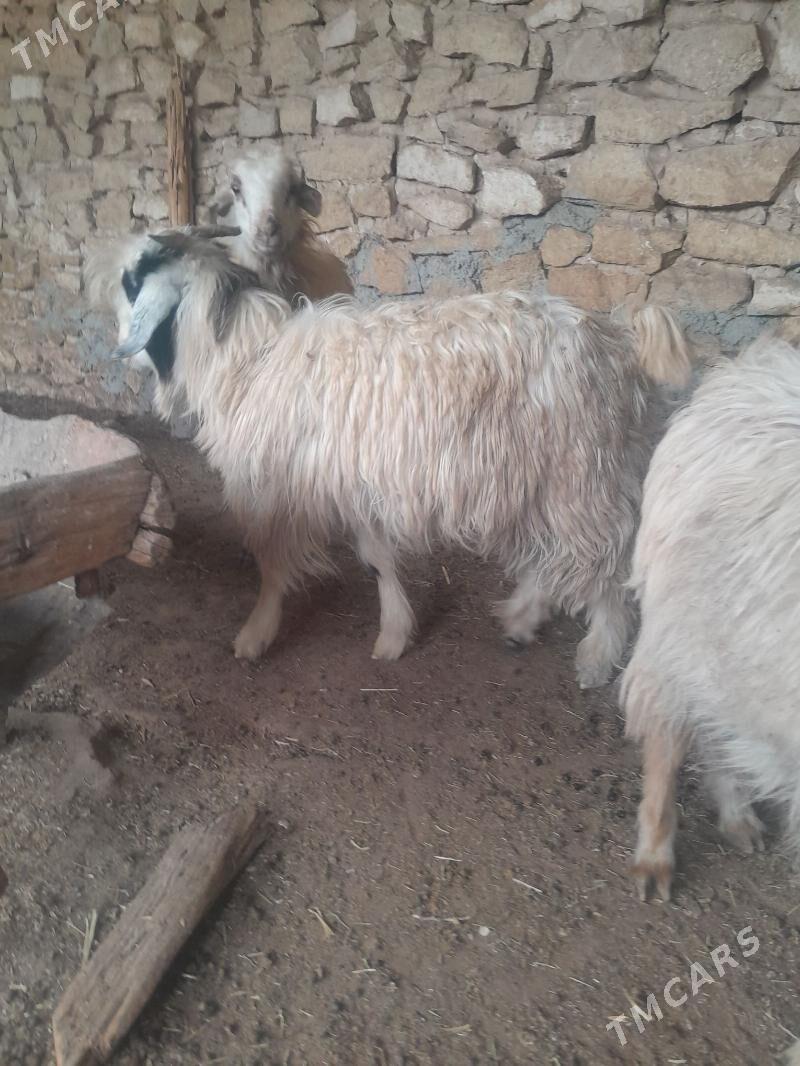 cewis - Гызыларбат - img 1