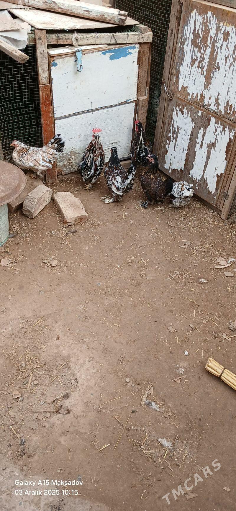 yaponcik - Сакар - img 7