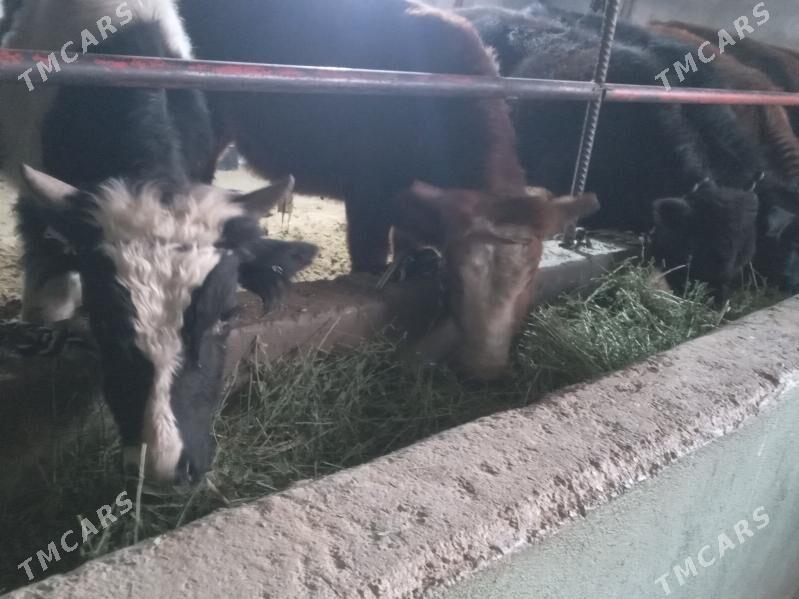 uly okizler - Büzmeýin - img 2