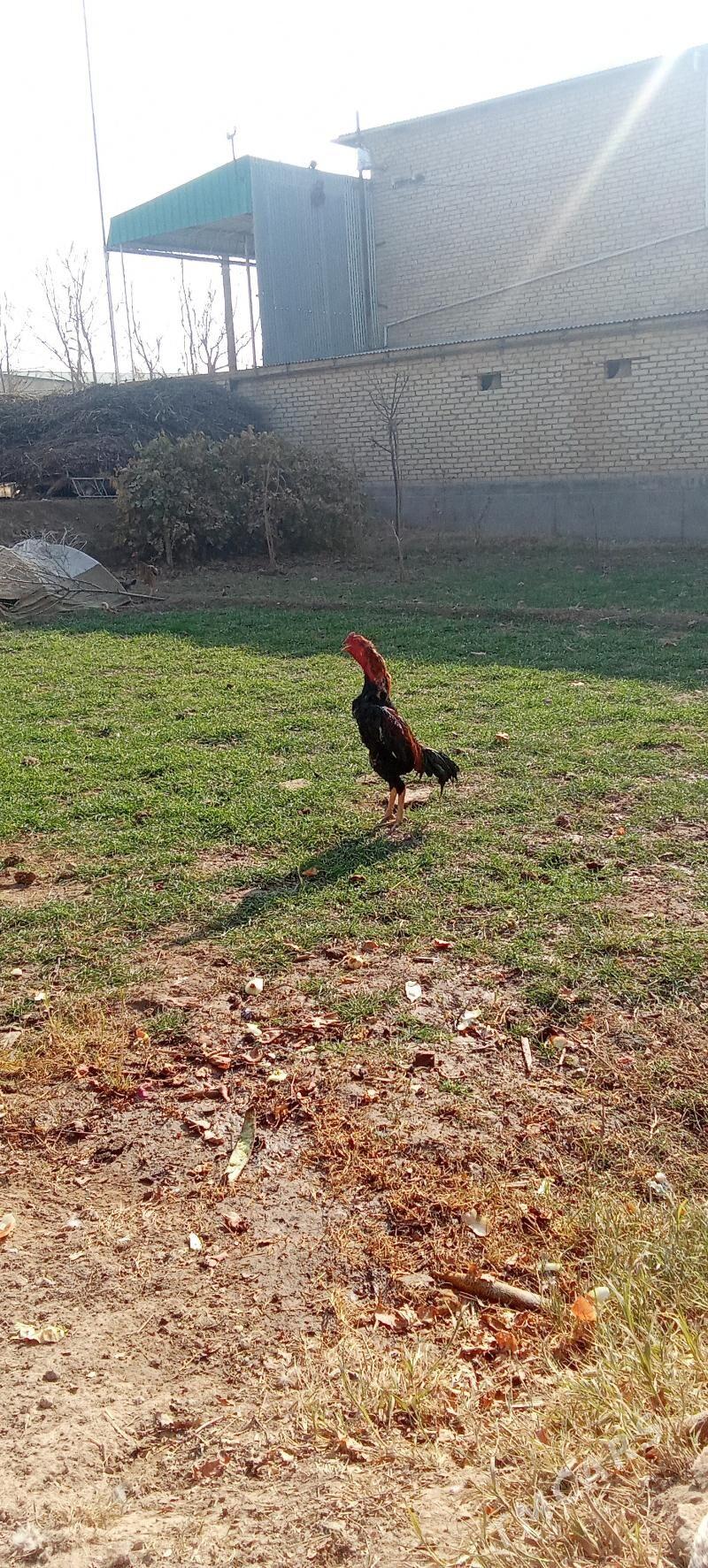 Baýso horaz - Чарджоу - img 2