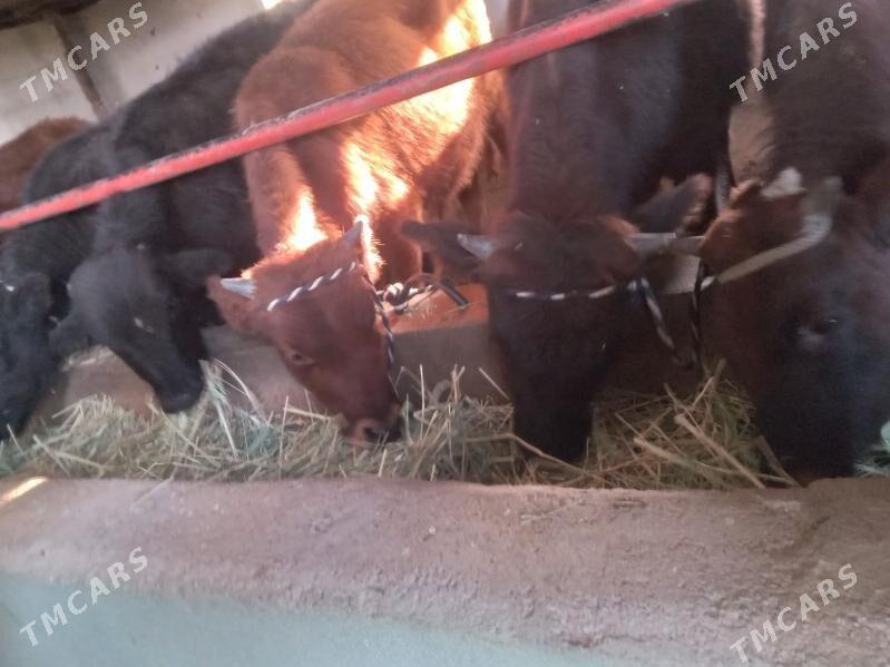 uly okizler - Büzmeýin - img 1