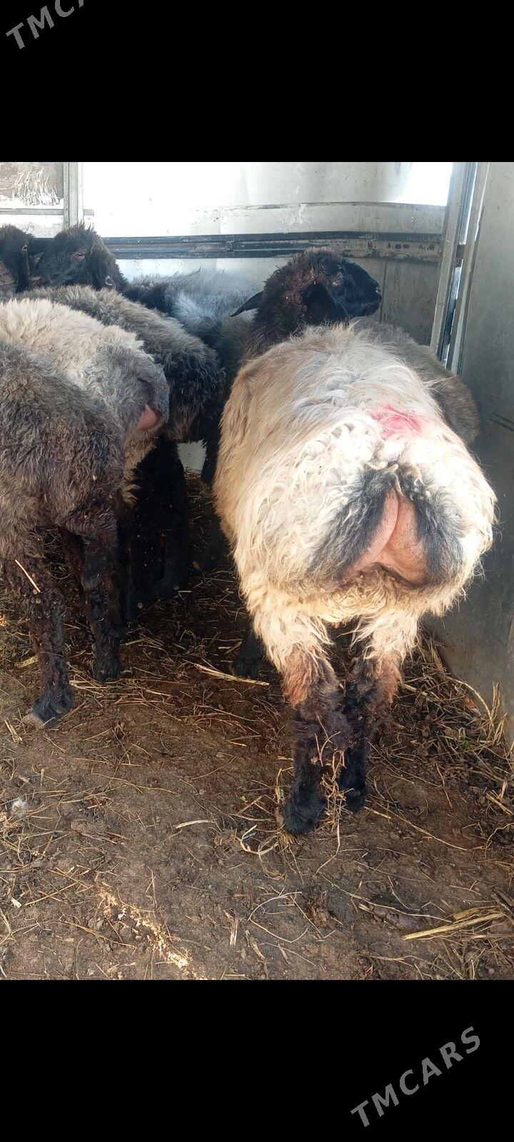 issek tokly - Aşgabat - img 3