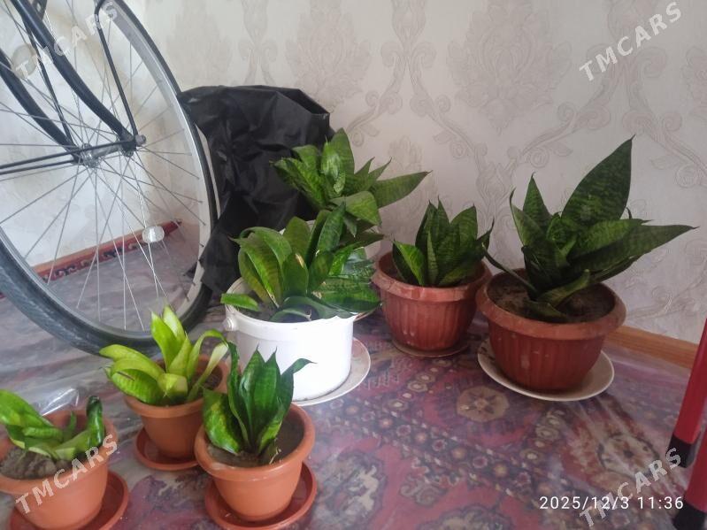 güller - Büzmeýin - img 4